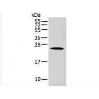 C1QTNF3 Antibody
