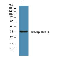 Cdk1/2 (Phospho-Thr14) Antibody