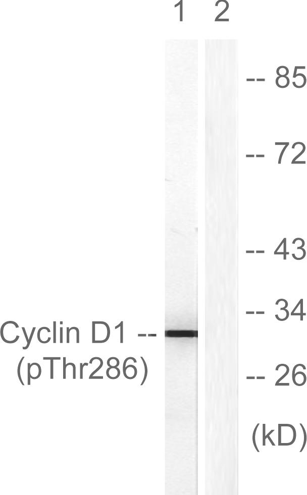 Cyclin D1 (Phospho-Thr286) Antibody