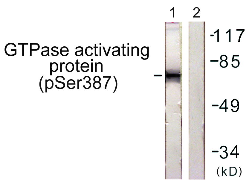 LFA3 Antibody