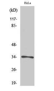 CDK1/CDC2 (Phospho-Thr161) Antibody