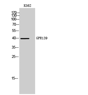GPR139 Antibody