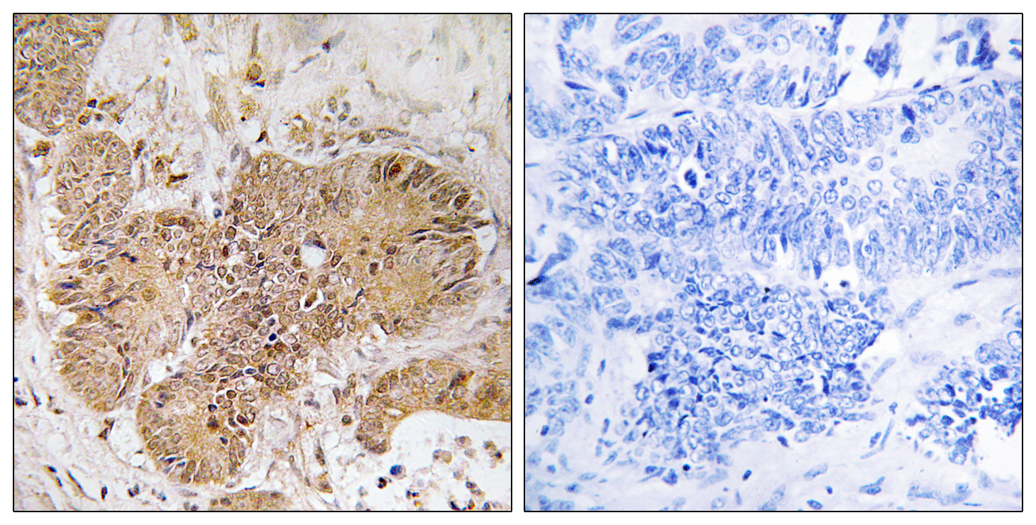 LUC7L2 Antibody