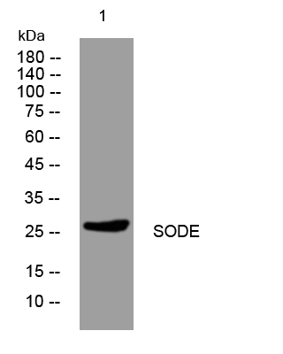 SOD-3  Antibody