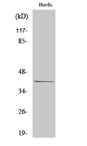 CDK5R2 Antibody