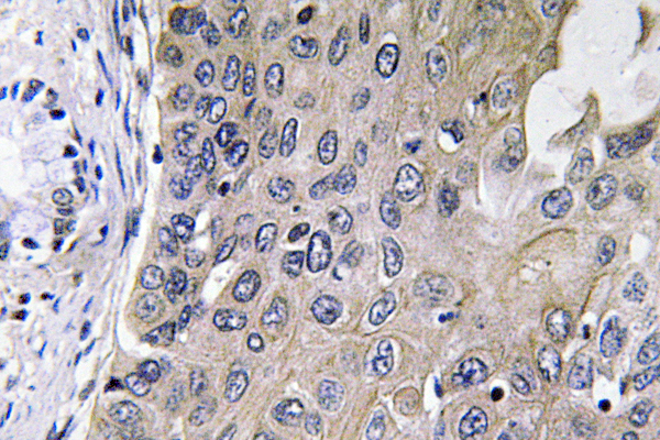 GCS- alpha-1 Antibody