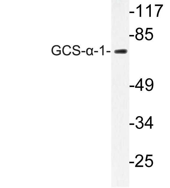 GCS- alpha-1 Antibody