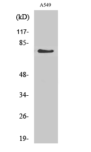 GCS- alpha-1 Antibody