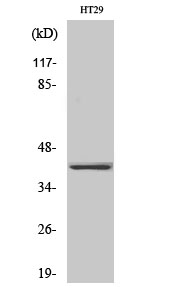 OR2A25 Antibody