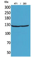 MYO6 Antibody