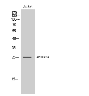 APOBEC3A/B Antibody