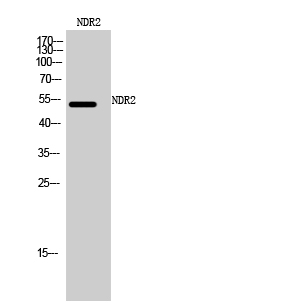 STK38L Antibody