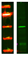 NRBP1 Antibody