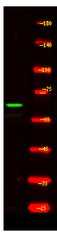 CCNK Antibody