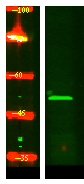 K1H2 Antibody