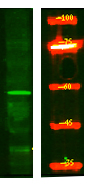 SLC7A10 Antibody