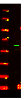 CEACAM20 Antibody