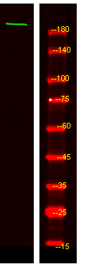 MYO5C Antibody