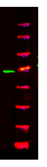 NOL4 Antibody