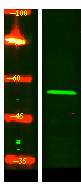 RASGEF1B Antibody