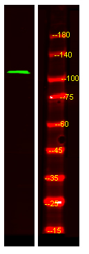 RASIP1 Antibody