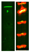 SFRS18 Antibody