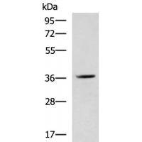 MYOD1 Antibody