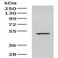 CKMT1A/CKMT1B Antibody