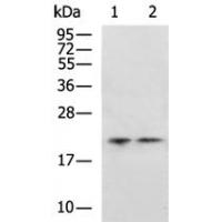 NRAS Antibody