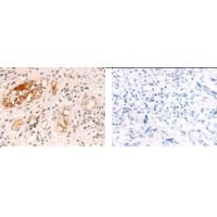 NRAS Antibody