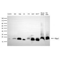 Rac1(Ab-71) Antibody