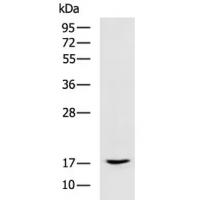 TSC22D3 Antibody