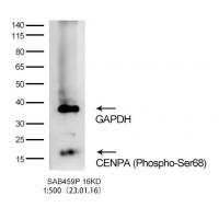 CENPA (Phospho-Ser68) Antibody
