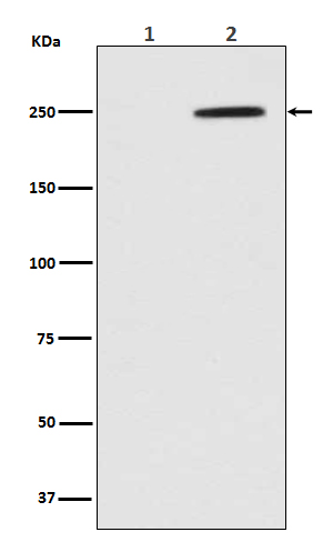 GCN2 (Phospho-Thr899) Rabbit mAb