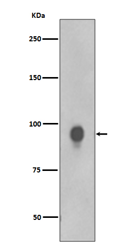 RSK1 p90 (T359+S363) Rabbit mAb