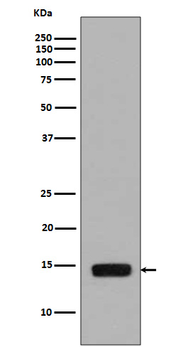 Histone H2A (Phospho-Ser129) Rabbit mAb