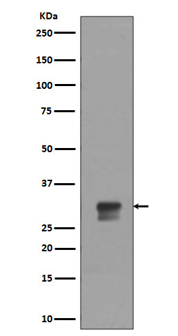 Cdk1/2 (Phospho-Thr14) Rabbit mAb