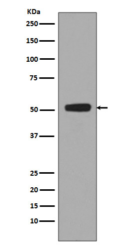 p53 (Phospho-Ser376) Rabbit mAb