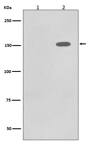 EGFR (Phospho-Tyr1086) Rabbit mAb