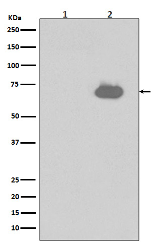 SHP2 (Phospho-Tyr542) Rabbit mAb 