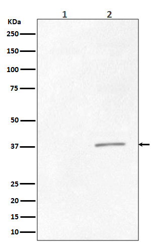 CrkII (Tyr221) Rabbit mAb