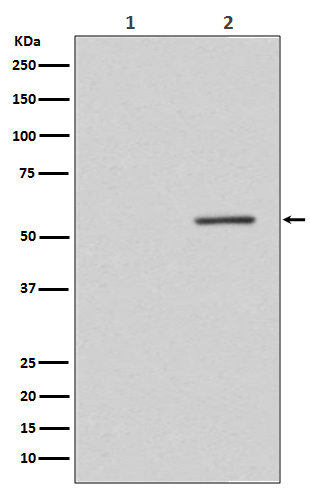 PTEN (Phospho-Ser380) Rabbit mAb