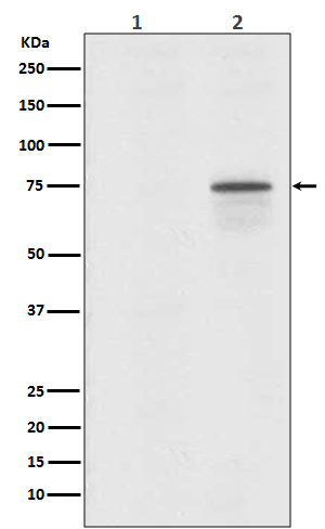 Raf1 (Phospho-Ser259) Rabbit mAb