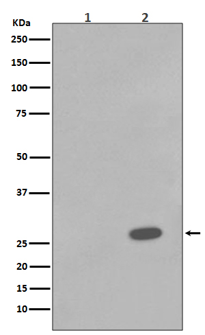 Hsp27 (Phospho-Ser78) Rabbit mAb