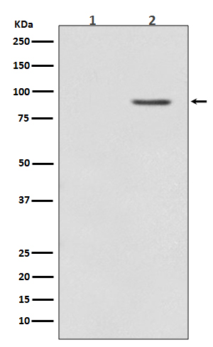 B Raf (Phospho-Thr401) Rabbit mAb