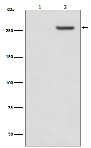 mTOR (Phospho-Ser2481) Rabbit mAb