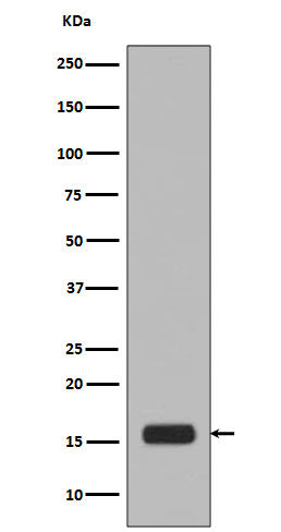 Histone H2A.X (Phospho-Ser139) Rabbit mAb