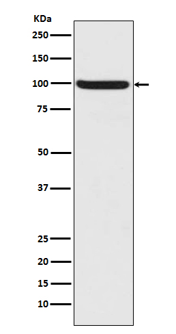 Nrf2 (Phospho-Ser40) Rabbit mAb