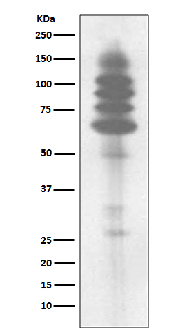 Phosphotyrosine Rabbit mAb