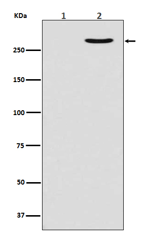 POLR2A (Phospho-Ser2) Rabbit mAb